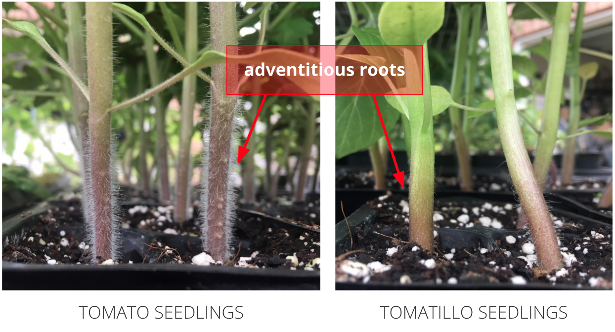 Growing healthier tomatoes and tomatillos via adventitious roots GrowJourney